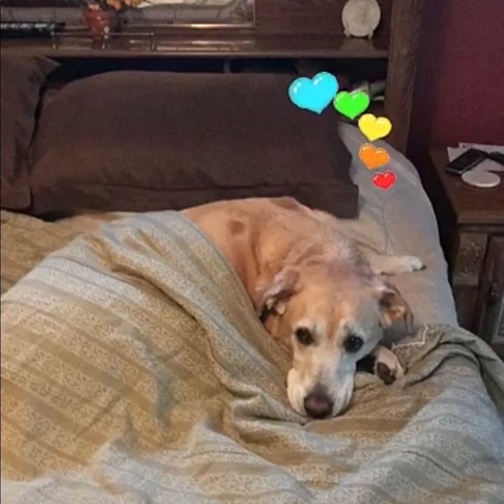 Meet your Posher, Alli